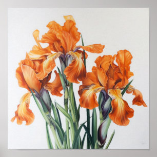 Poster imprimé Orange Irises