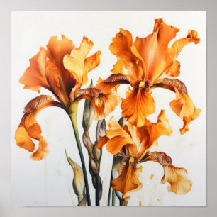Poster imprimé Orange Irises