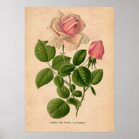 Poster imprimé Rose vintage (Devant)