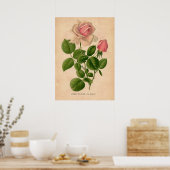 Poster imprimé Rose vintage (Cuisine)