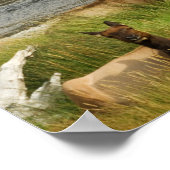 Poster Imprimé Yellowstone Mates (Coin)