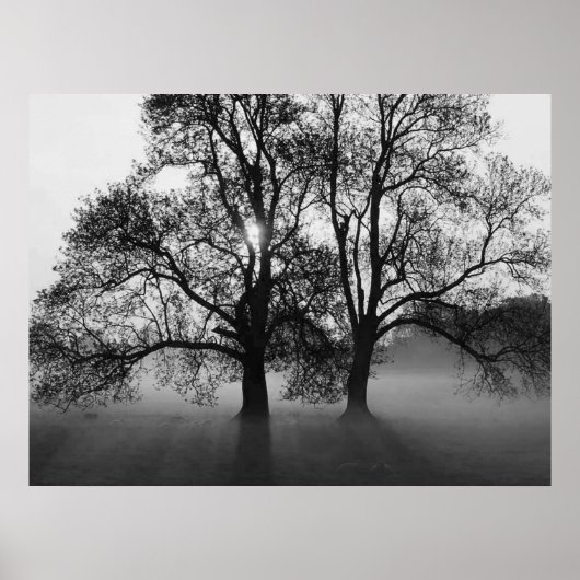 Poster IMPRIMER - 2 grands arbres Noir & Blanc (Devant)