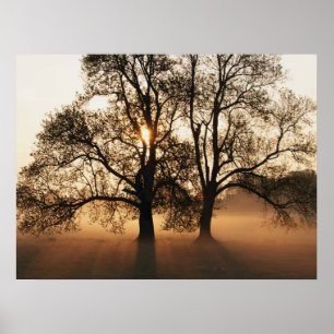 Poster IMPRIMER - 2 grands arbres Sepia Gold