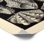 Poster Imprimer Acephala vintage Ernst Haeckel (Coin)
