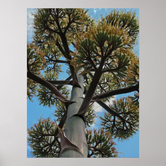 Poster Imprimer : Agave (Devant)