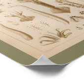 Poster Imprimer Anatomie des calmars Vintages 1896 (Coin)