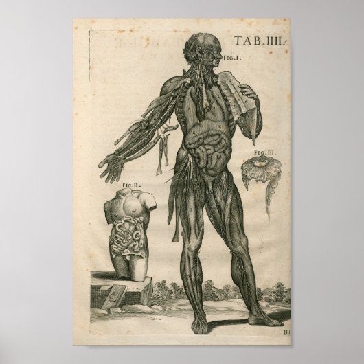 Poster Imprimer anatomie musculaire vintage 1741 (Devant)