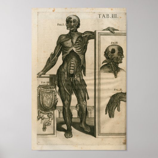 Poster Imprimer anatomie musculaire vintage 1741 (Devant)