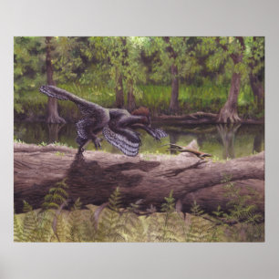 Poster Imprimer Anchiornis
