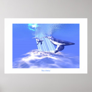POSTER IMPRIMER BALEINE BLEUE