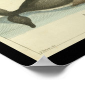 Poster Imprimer Baleine boréale vintage du Groenland (Coin)