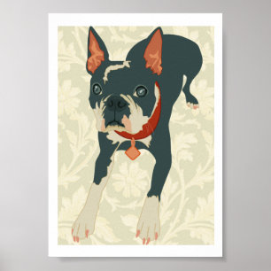 Poster Imprimer Boston Terrier