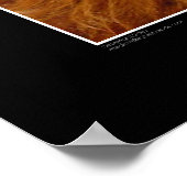 Poster Imprimer - Bovins des Highlands (Coin)