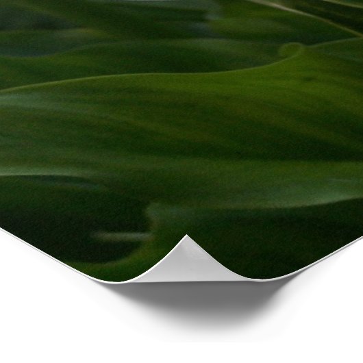 Poster Imprimer Calla Lilly (Coin)