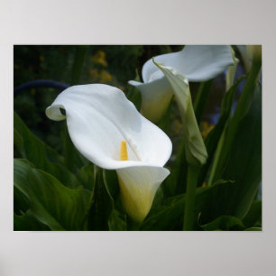 Poster Imprimer Calla Lilly