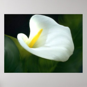 Poster Imprimer Calla Lily