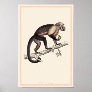 POSTER IMPRIMER CÉBUS MONACHUS MONKEY