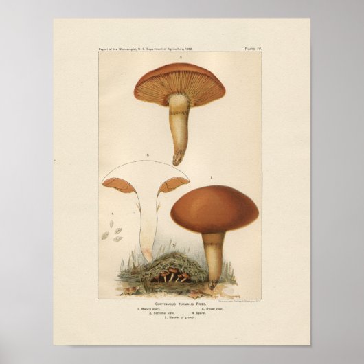 Poster Imprimer Champignons vintages (Devant)
