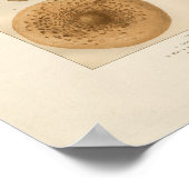 Poster Imprimer Champignons vintages (Coin)