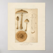 Poster Imprimer Champignons vintages (Devant)