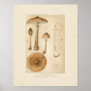 Poster Imprimer Champignons vintages