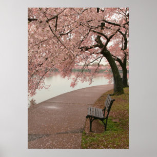 Poster Imprimer Cherry Blossom