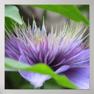 Poster Imprimer Clematis