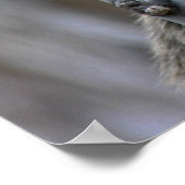 Poster Imprimer : Coatimundi #2 (Coin)