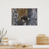 Poster Imprimer : Coatimundi #2 (Cuisine)