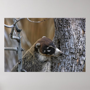 Poster Imprimer : Coatimundi #2