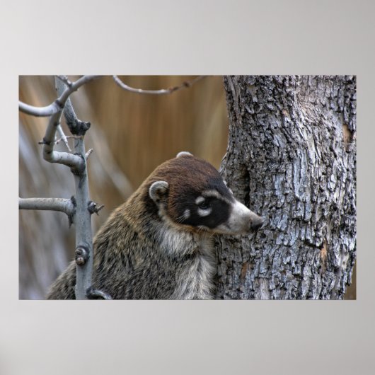 Poster Imprimer : Coatimundi #2 (Devant)