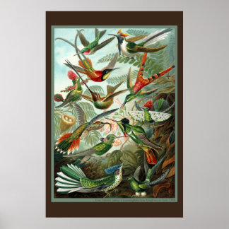 Poster Imprimer Colibri