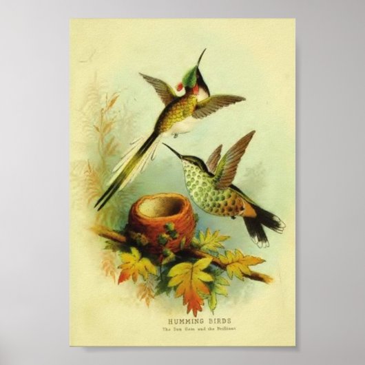 Poster Imprimer Colibri vintage (Devant)