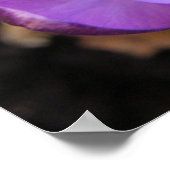 Poster Imprimer crocus vif (Coin)