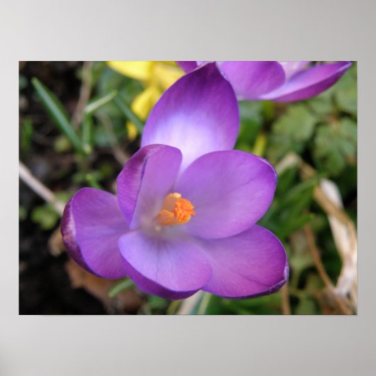 Poster Imprimer crocus vif (Devant)