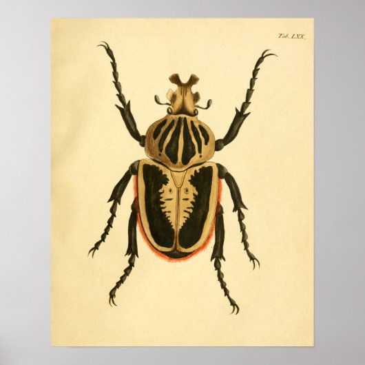 Poster Imprimer "Entomologie II" (Devant)