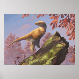 Poster Imprimer Eosinopteryx