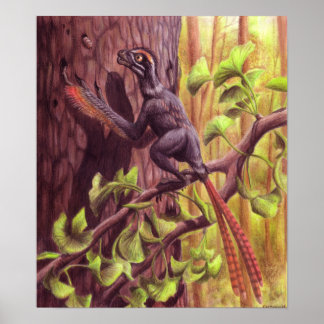 Poster Imprimer Epidexipteryx