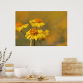 Poster Imprimer : Fleurs Brittlebush (Cuisine)