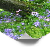 Poster Imprimer Forêt Bluebell Spring (Coin)