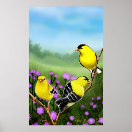 Poster Imprimer Goldfinches Wild American (Devant)