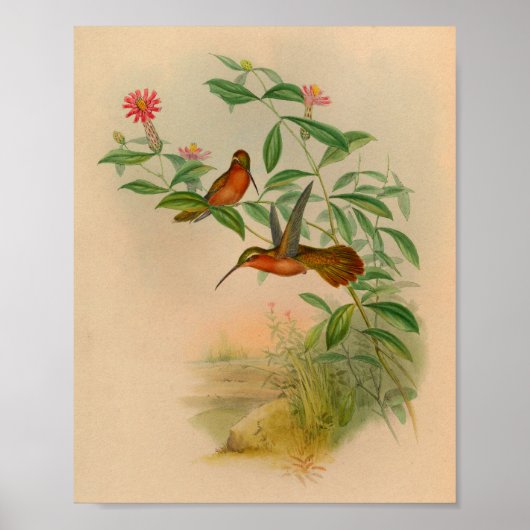Poster Imprimer Hermite Hummingbird vintage 1861 (Devant)