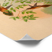 Poster Imprimer Hermite Hummingbird vintage 1861 (Coin)