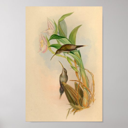 Poster Imprimer Hermite Hummingbird vintage 1861 (Devant)