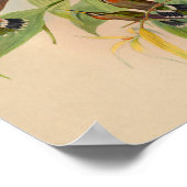 Poster Imprimer Hermite Hummingbird vintage 1861 (Coin)