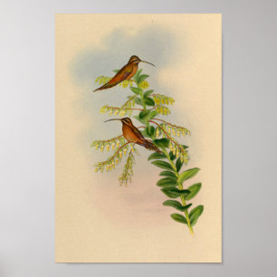 Poster Imprimer Hermite Hummingbird vintage 1861