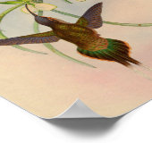 Poster Imprimer Hermite Hummingbird vintage 1861 (Coin)