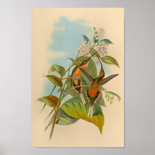 Poster Imprimer Hermite Hummingbird vintage 1861 (Devant)