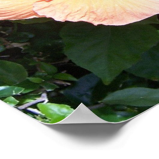 Poster Imprimer Hibiscus de plage (Coin)