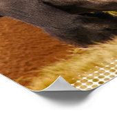 Poster Imprimer la photo Silverback Gorilla (Coin)